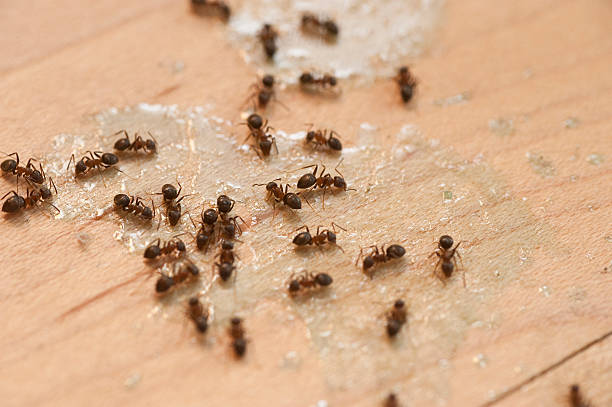 Best Pest Control Near Me  in Marina Del Rey, CA
